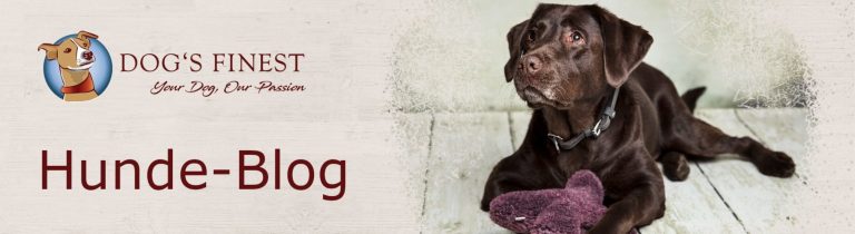 Der Zweithund zieht ein Dog�s Finest HundeBlog